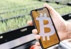 Bitcoin’in sıcaklığında lale yetiştiriyorlar!