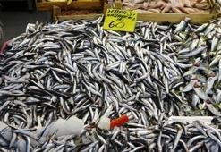 Balık fiyatları geriledi, hamsinin fiyatı 110 TL'den 60 TL'ye düştü