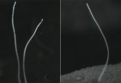 2022'de ilk kez gerçekleşen dokuz olay! Çıplak gözle görüldü