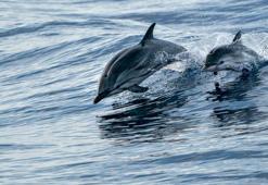Balina ve yunuslarda Alzheimer belirtileri keşfedildi