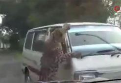 Hindistan'da leopar çevredekilere saldırdı: 13 yaralı