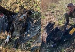 Uydu vericili kara akbaba, Çatalca'da silahla öldürüldü