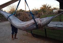 Adana'da balıkçılar, 274 kiloluk 'Blue Marlin' yakaladı