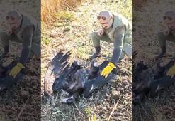 Verici takılı Arda’yı Çatalca’da vurdular