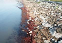 İzmit Körfezi sahil şeridi, kırmızı yosunla kaplandı