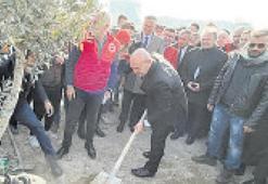 Zeytin fidanı ile direniş başladı