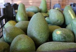 Alanya 2023 'de avokadoda 90 milyon üretim, 30 milyon ihracat hedefliyor