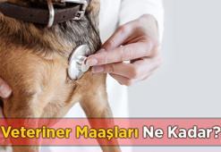 Veteriner Maaşları 2023: Özel ve Devlette Veteriner Hekim Maaşı Ne Kadar?