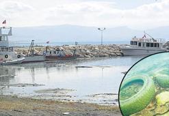 İnci kefaline sintine tehdidi