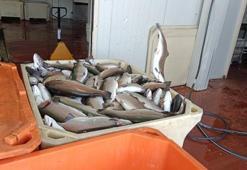 Gaziantep'ten dünyaya Türk somonu