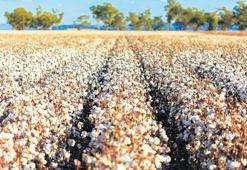 Kirlilik, kuraklığı katmerlendirdi