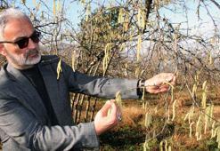 Yalancı bahara aldanan fındık için üreticilere sigorta uyarısı