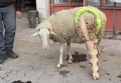 Bacağı kırılan koyuna sanayide aparat yaptılar