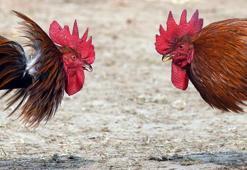 Kanlı festival! 2 kişi bıçaklı horozlar tarafından öldürüldü
