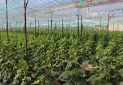 Alanya’nın bereketli topraklarında 12 ay boyunca üretim