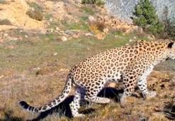 Bakan Kirişci: Anadolu Leoparı yeniden görüntülendi