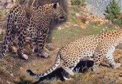 Anadolu leoparı iki ayrı bölgede yeniden görüntülendi