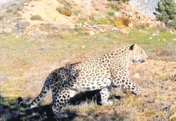 Bakan: Anadolu Leoparı iki yerde görüntülendi