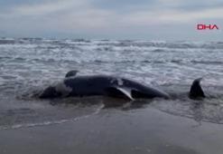 Adana'da kıyıya yunus vurdu