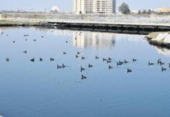 Kirlilik ve avcılık yuvaları vurdu