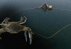 Ana vatanı Atlantik Okyanusu olan mavi yengeç Karadeniz'de!