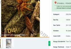 İnternetten tarantula satıyorlar! Cezası 26 bin 390 lira