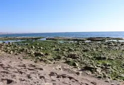 Tekirdağ'da deniz 25 metre çekildi; 'Kral Yolu' ortaya çıktı