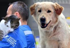 Enkazdan kurtarılan 100 evcil hayvan, Bursa’ya getirildi