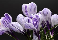 2023 CEMRE DÜŞME TARİHLERİ; İkinci cemre düştü mü, ne zaman düşecek? Suya mı, toprağa mı düşecek?