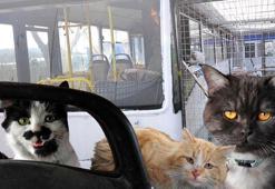 Depremzede kediler, yuvaya dönüştürülen eski halk otobüsünde korumaya alındı