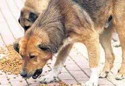 Salgınlara karşı hayvanlara koruma