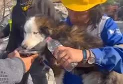 Hatay'da 23 gün sonra 'Aleks' adlı köpek, enkazdan kurtarıldı