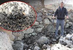 Şırnak'ta vatandaşları tedirgin eden istila: Evimize kadar giriyorlar