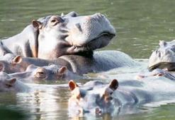 Escobar’ın su aygırları yolcu!