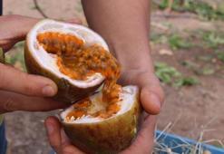 İthal meyveyi İzmir'de üretti, rotayı Avrupa'ya çevirdi