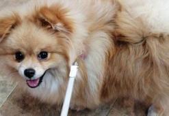 Eyüpsultan'da cins köpeği böyle çaldılar