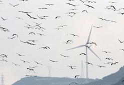 Göçmen kuşlar, depremin yıktığı Hatay'dan Türkiye'ye giriş yapıyor