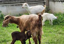 Enkazdan çıkarılan keçi doğum yaptı; yavruya veterinerin adı verildi