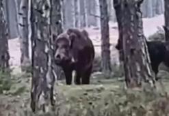 5 bin kişinin yaşadığı siteye inen yaban domuzları böyle görüntülendi