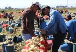 Bu yıl iki kat ekildi: Turfanda soğan hasadı başladı, fiyatı düşmeye başlayacak
