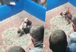 Hayvanları koruma derneğine horoz dövüşü baskını