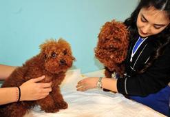 Türkiye'ye kaçak getirilen köpeklere el konuldu