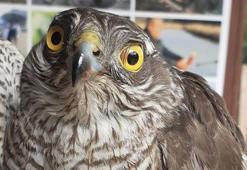 Kuşadası’nda 1 baykuş ölü, 2 atmaca yaralı olarak bulundu