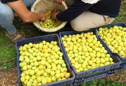 Sezonun ilk örtü altı kayısı hasadı yapıldı