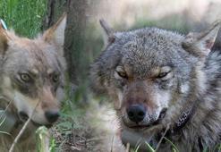 İnsan- kurt çatışması artıyor! Kaybeden kurtlar oluyor