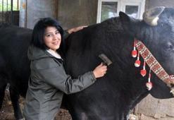 'Boğaların efesi' Buse, 'Goca Çınar' ile rakiplerine meydan okuyor