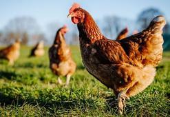 Komşusunun 1100 tavuğunu öldürünce hapse girdi