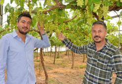 Turfanda üzüm hasadı örtü altında başladı; iç piyasaya 500, dış piyasaya bin TL