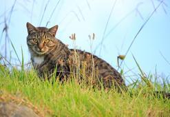 Yeni Zelanda'da çocukların kedi öldüreceği yarışma tepkiler üzerine iptal edildi