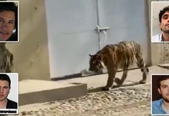 Sağ kalanlar kaplanlara yedirildi! Parçalanan kaslara acı biber döktüler